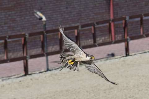 XVIII. das Mittelalterliche Treiben